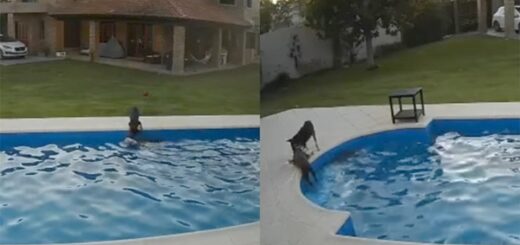 chien aveugle tombe piscine