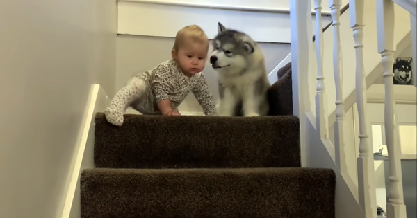 bébé chiot peur escaliers