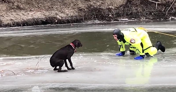 pompier chien lac gelé