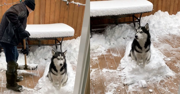 chien husky refuse de bouger sur la neige