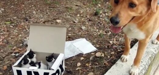 chien sauve chatons boîte abandonné