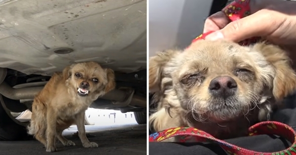 chien sauvé sous une voiture hope for paws