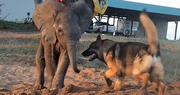 éléphanteau ami chien