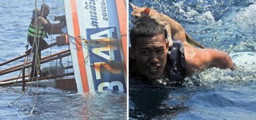 un homme sauve quatre chats d'un navire