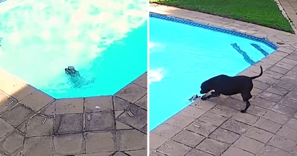 chien sauve ami noyade