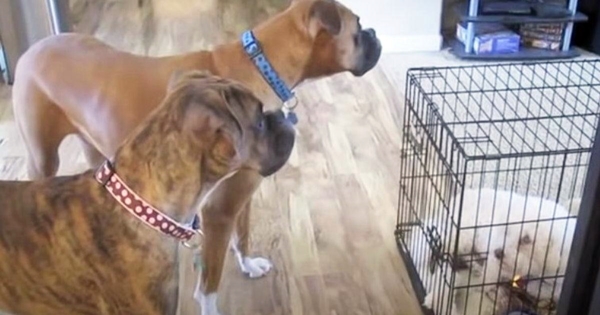 chien boxer libère compagnon cage