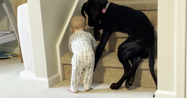 chien empêche bébé de monter les escaliers