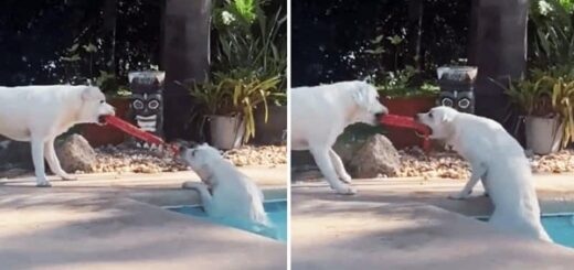labrador sauve soeur piscine