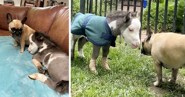 Rejeté par sa mère, ce petit cheval trouve un foyer et se lie d’amitié avec trois chiens