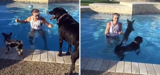 chien ne veut pas se mouiller dans la piscine