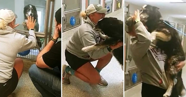 femme retrouve son chien refuge