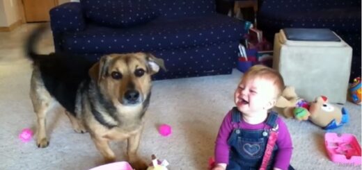 Bébé rigole quand le chien éclate les bulles