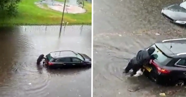 chien aide propriétaire à pousser une voiture dans l'inondation