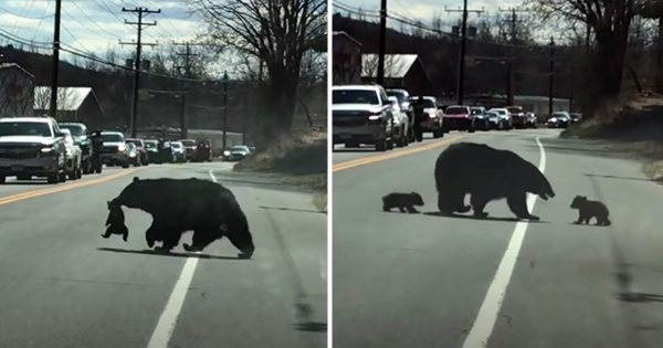 maman ours traverse la route avec ses bébés