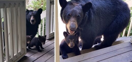 ourse rend visite avec ses oursons