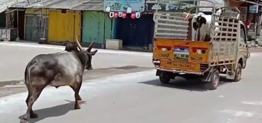 taureau refuse d’être séparé de la vache et poursuit le camion