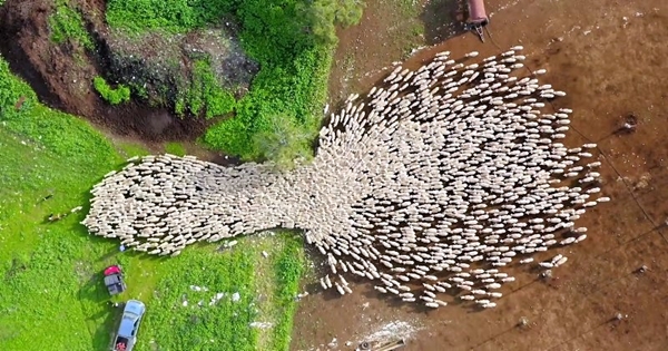 troupeau de moutons en drone fascinant