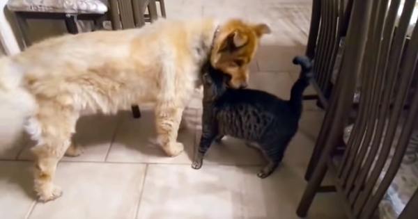 chien aveugle retrouvailles avec son ami chat