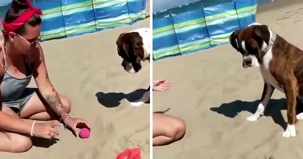 chien boxer plage