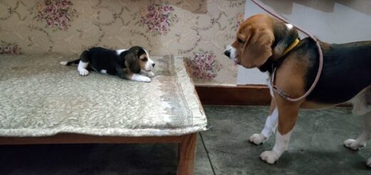 beagle conversation avec sa fille