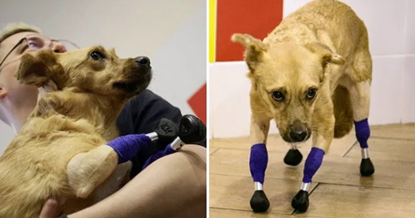 chien amputé 4 pattes prothèse