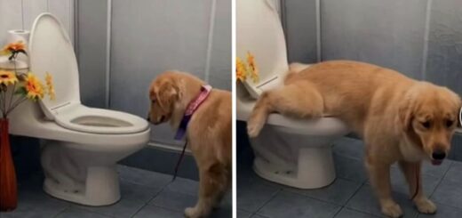 chien golden toilettes