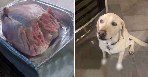 chien mange dinde congelée
