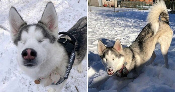 chien aveugle neige