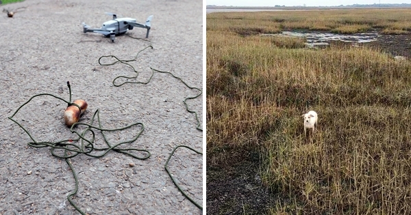 chien drones saucisses
