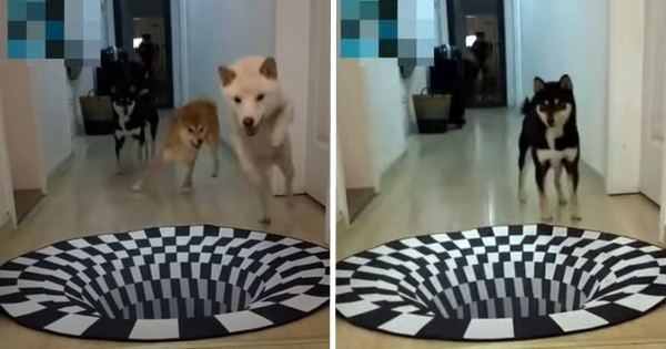 chien illusion optique