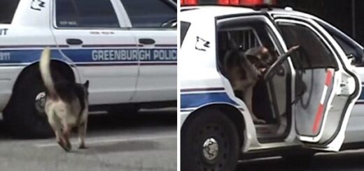 chien police porte voiture