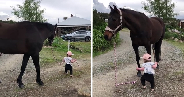 petite fille promène cheval