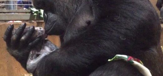 gorille bisous bébé