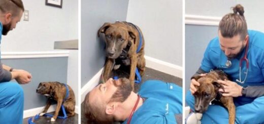 vétérinaire chien terrifié