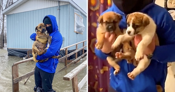 Il sauve une famille de chiens piégée par les inondations