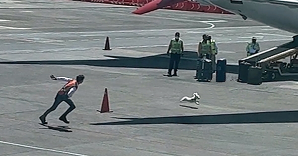 bagagistes poursuivre un chien sur le tarmac de l'aéroport