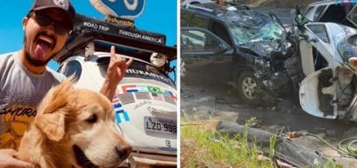 chien et maître accident voiture