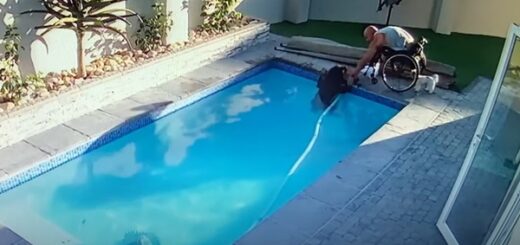homme paraplégique sauve son Rottweiler