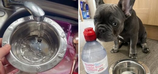 chien bouledogue refuse eau robinet