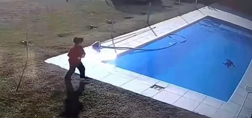 petit garçon sauve chien dans la piscine
