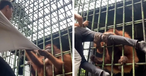 primate attrappe adolescent zoo