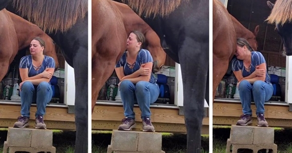 cheval reconforte femme