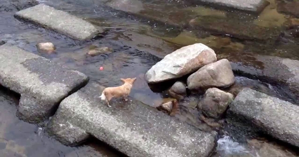 chien balle rivière