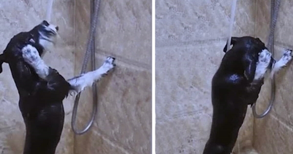 chien se douche tout seul