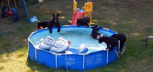 famille ours piscine