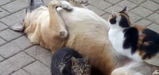 chat couché ventre chien