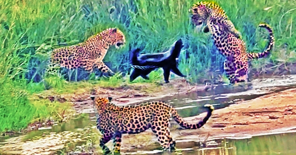 ratel 3 léopards