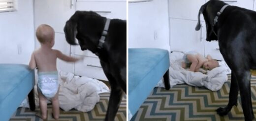bébé vole le lit dogue allemand