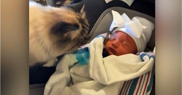chat rencontre bébé