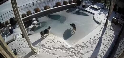 chien tombe piscine